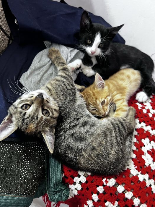Домашняя котята.
