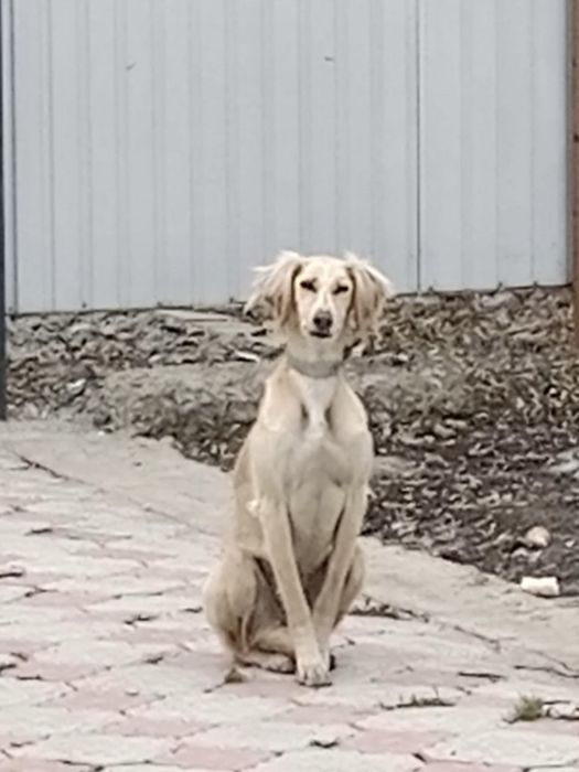 Пропала собака тазы ( гончая )