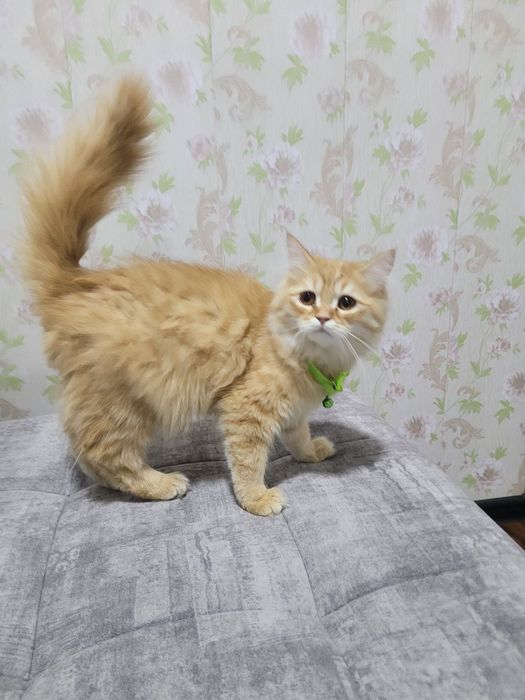 Hadiyaga zotdor mushuk