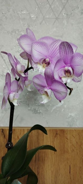 ОрхидеяPhalaenopsis “Pink Stripes 130000