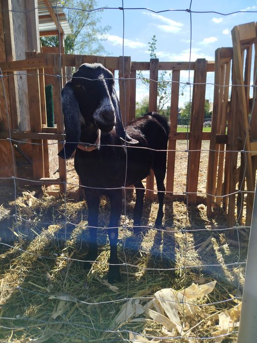 Piese unice la preț redus