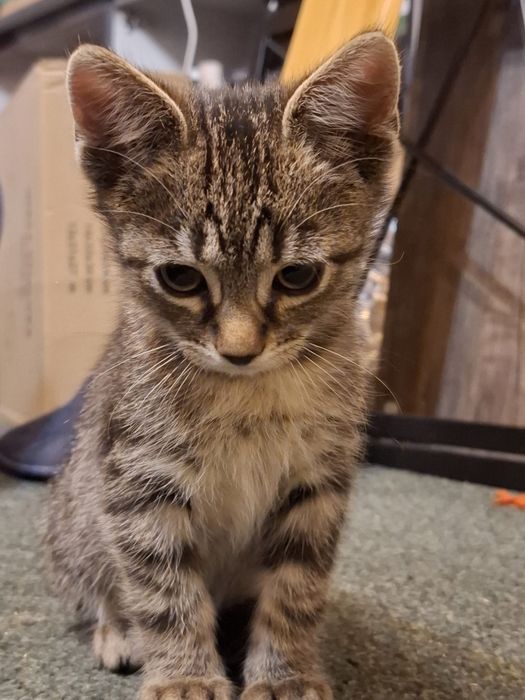 Spre adoptie pisoi  (motanel) 3luni