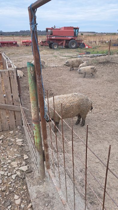 Porci rasa Mangalita crescuți in semilibertate
