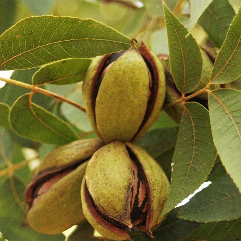 Nuc Pecan (Soiul Texas )