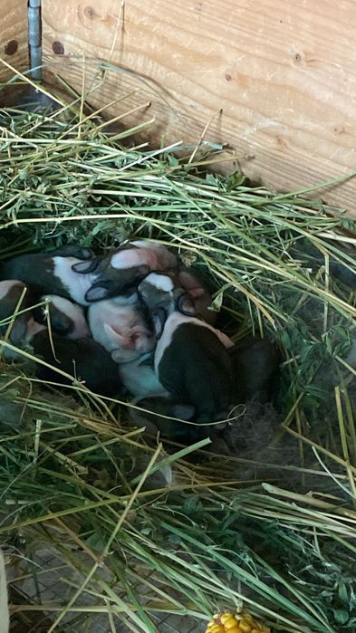 Vand iepuri,detin mai multe rase!