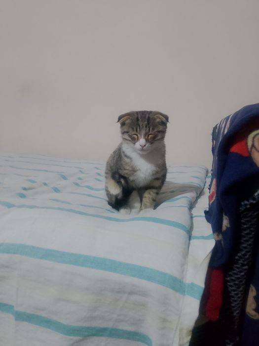 Scottish Fold mushukcha jinsi erkak  yoshi birga toʻlmagan