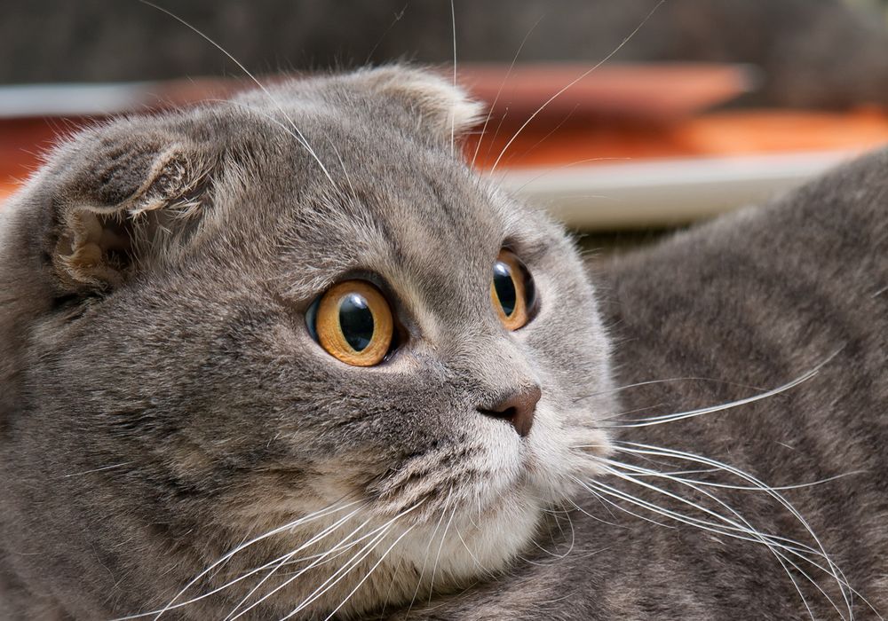 Scottish fold kittens. Скоттиш фолд (Шотландский кошка)