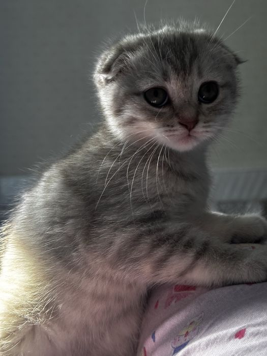 Ищете пушистого друга? Шотландские котята!