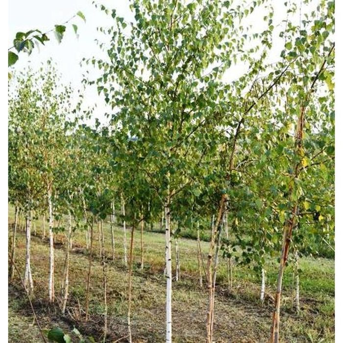 Puieți  mesteacan leylandy salcâm dezvoltare dubla prindere suta la su