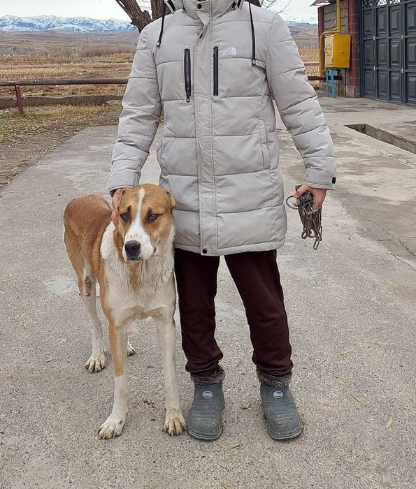 Продаётся Алабай мальчик 1 год 8 месяц  все отлично