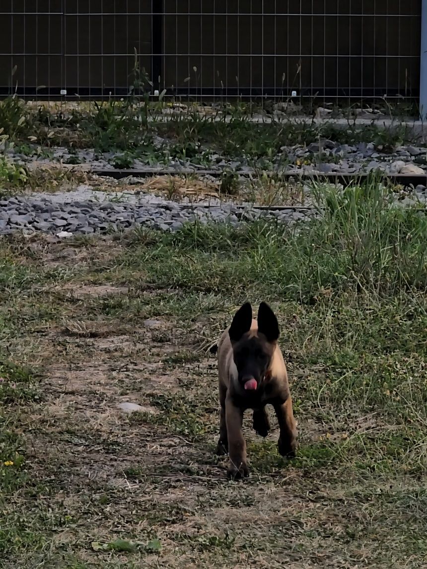 Ciobănesc belgian malinois femela cu pedigree