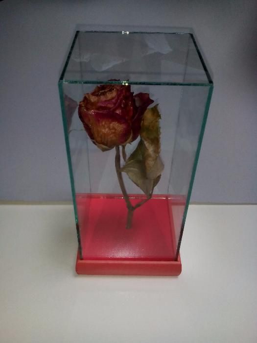 Роза за свети валентин или 8 март