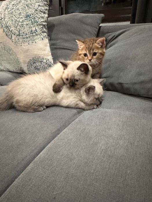 Британски котета