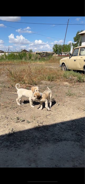 Тазы сатылады 3 айлық