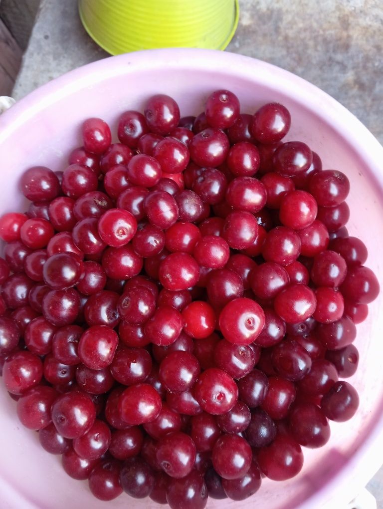 Продам крупную вишню