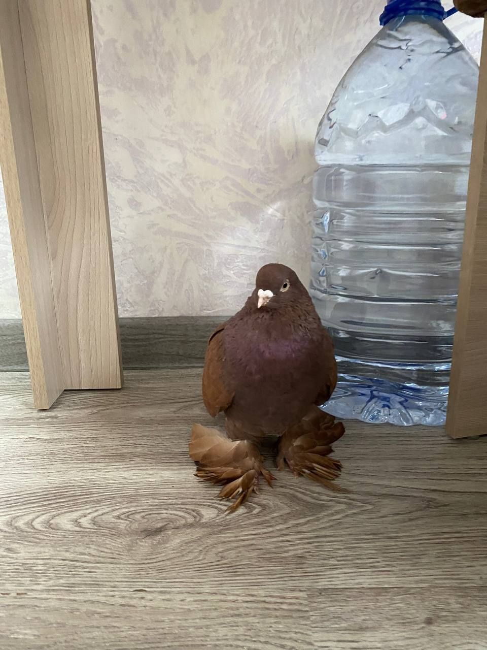 Продаются голубь