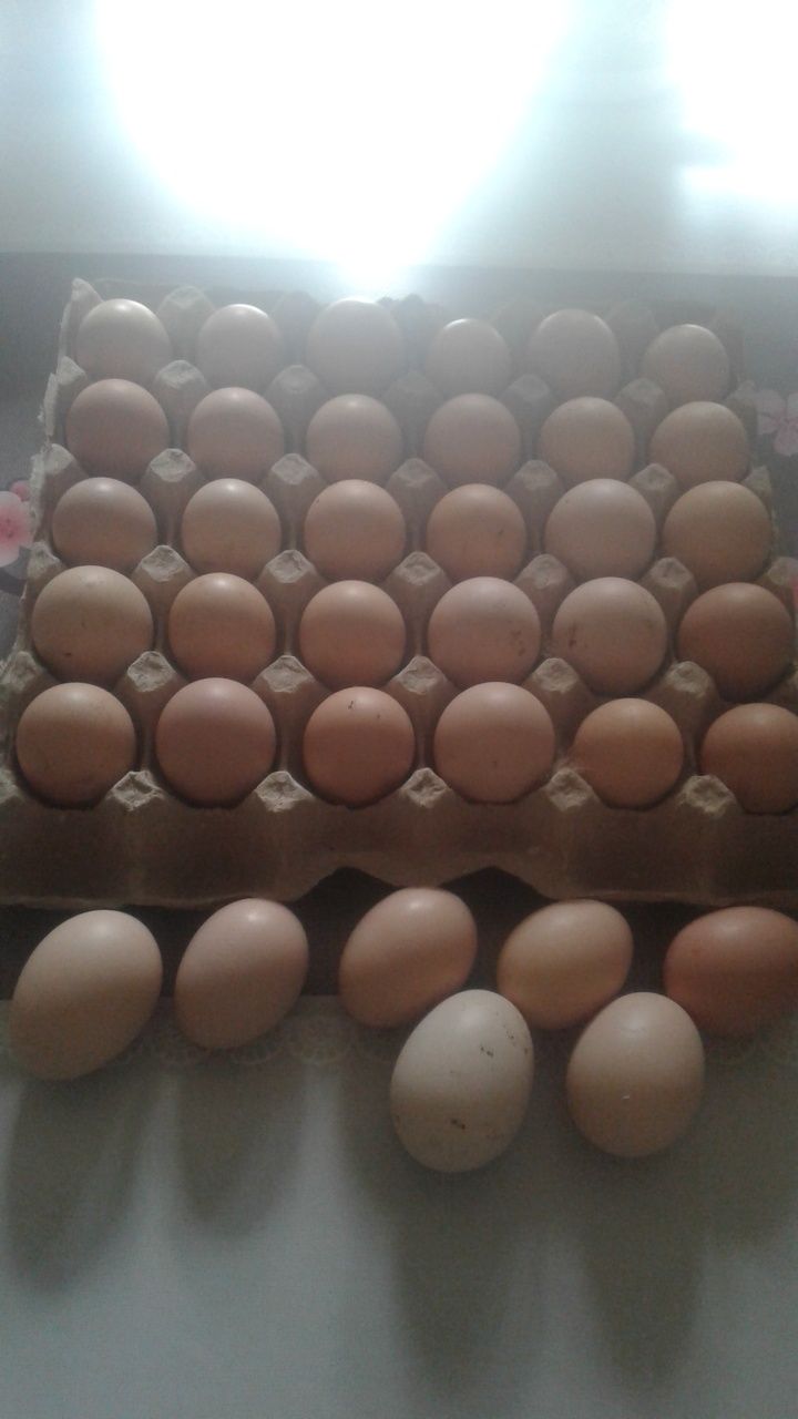 Инкубационные яйца Кученских кур