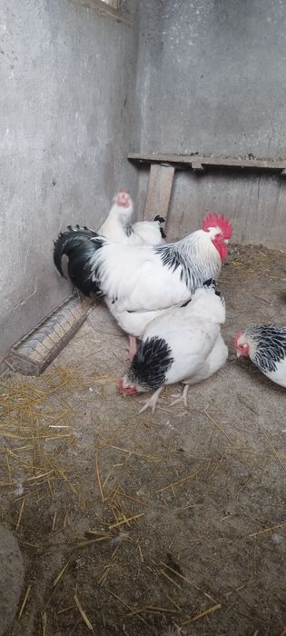 Vând sussex herminat deschis