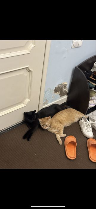 отдам котов в хорошие руки