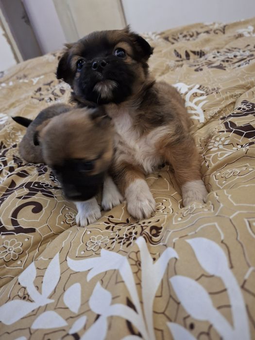 Две момичета пекинез 100 лв