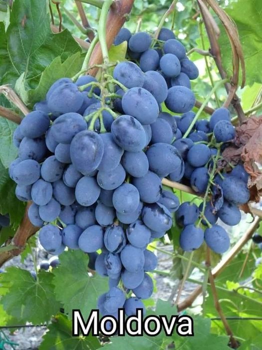 Vita de vie altoita direct din pepiniera propie