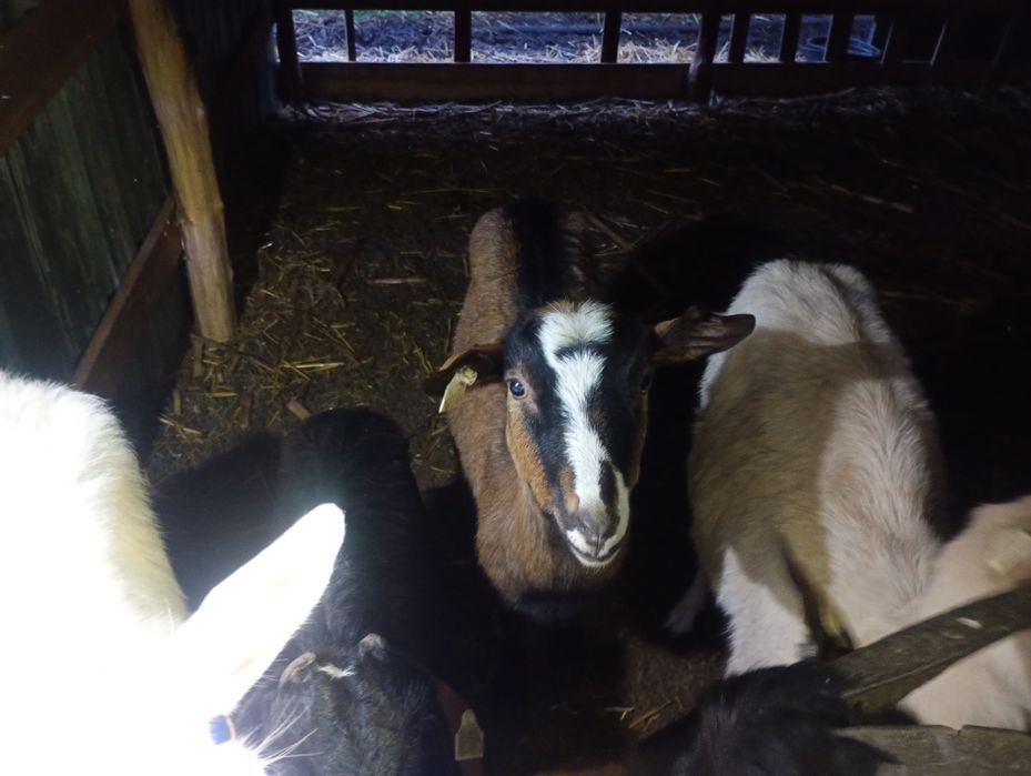 Vând 5 capre gestante