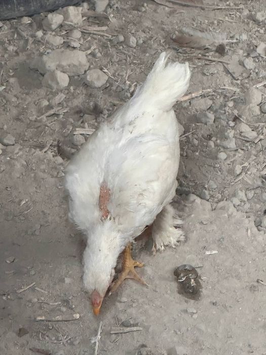 Жужа японча ва брамалар