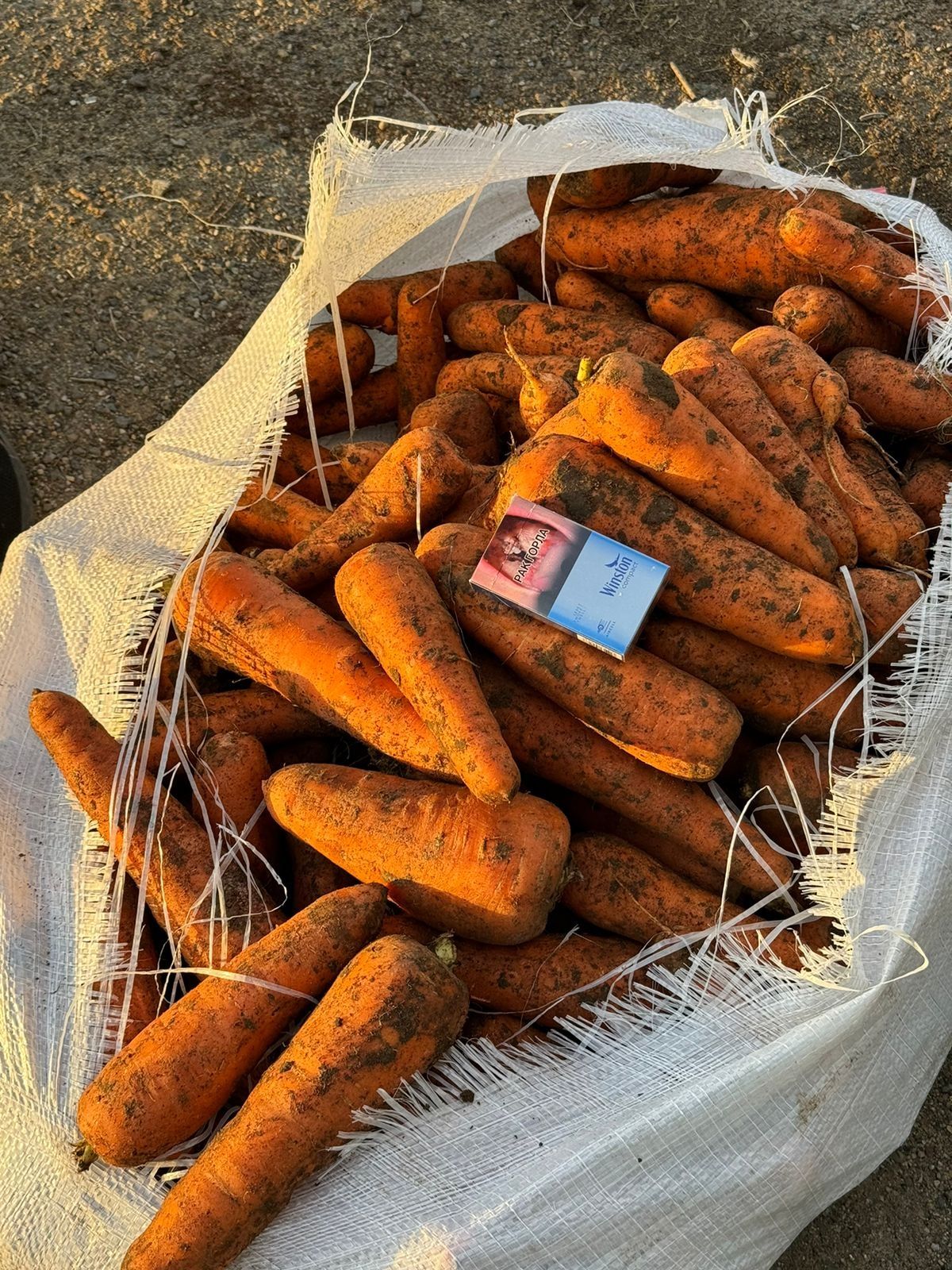 Продам морковь  оптом