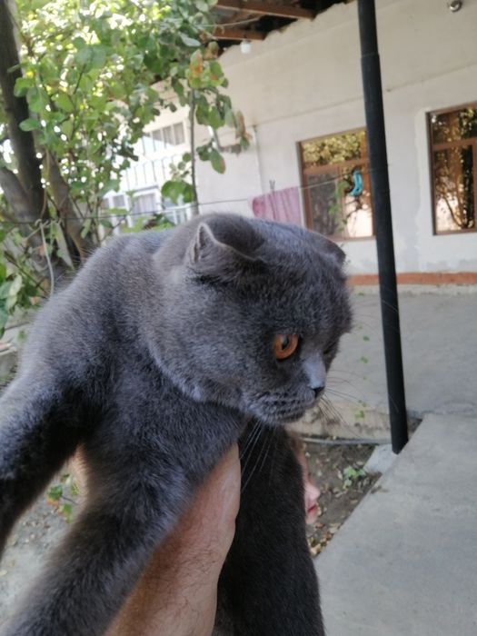 Шатланский кошка