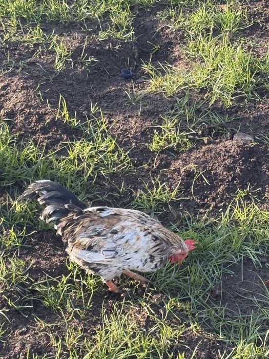 Vand gaini si cocosi pitici!