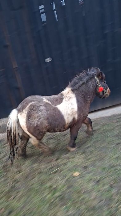 Ponei armăsar talie mică