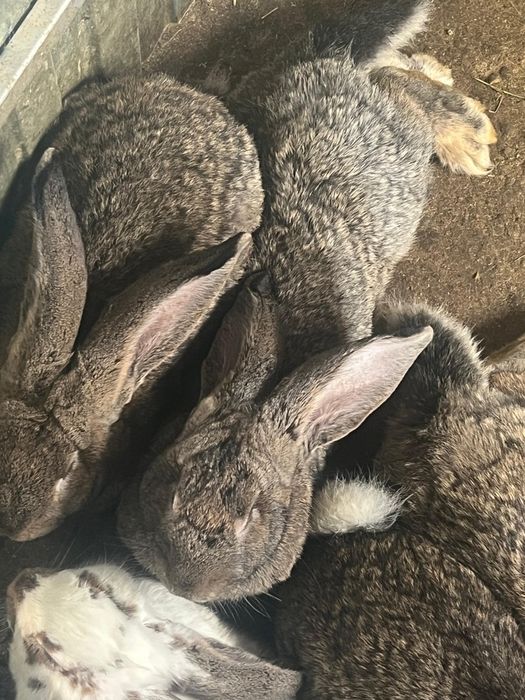 Vand iepuri urias belgian