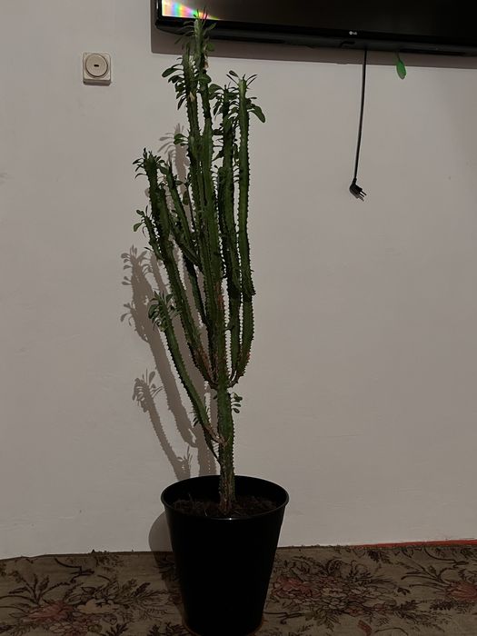 Кактус комнатный цветы