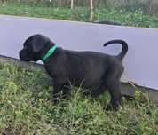 Mascul cane corso negru