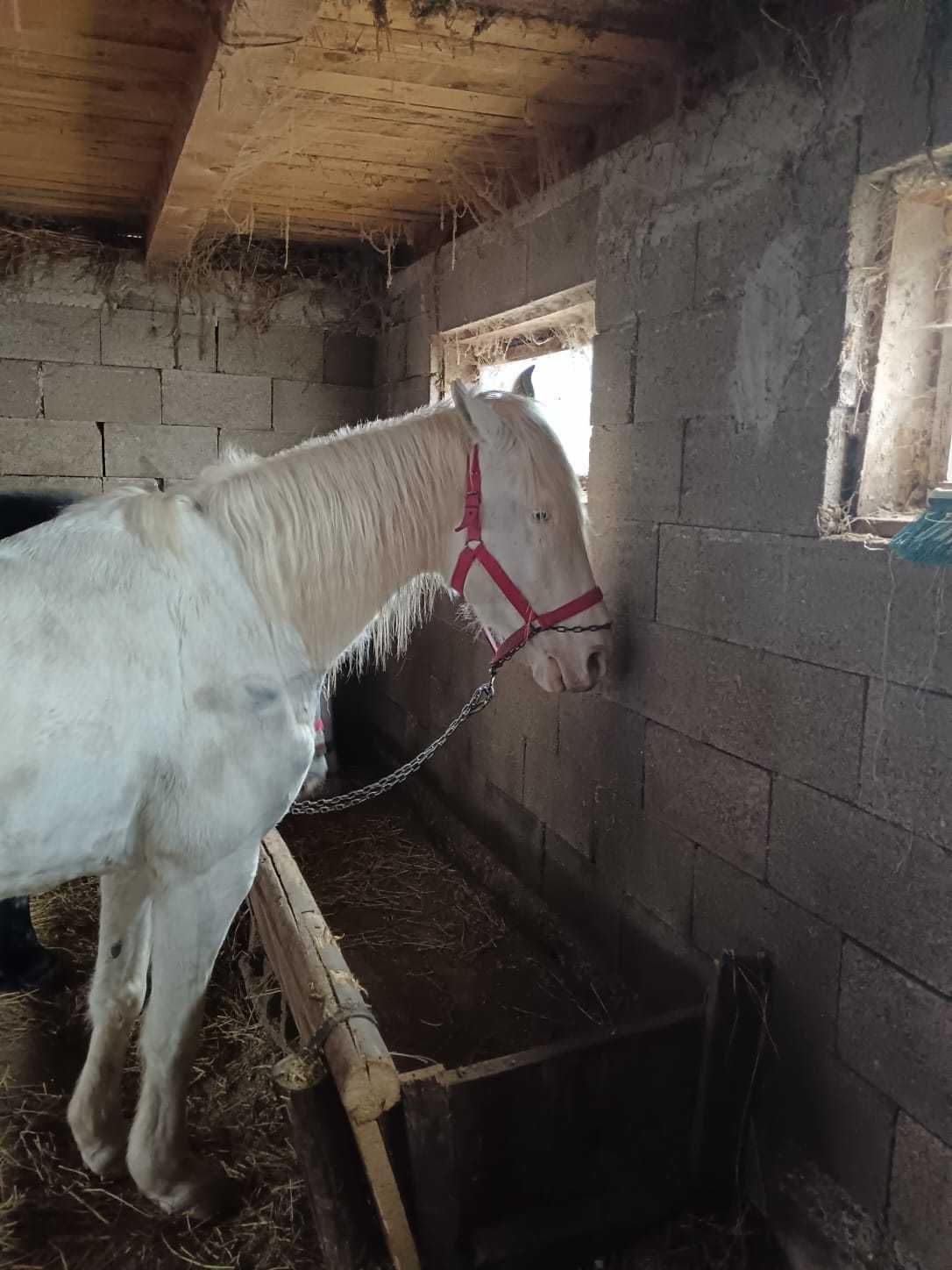 Iapa de vânzare  foarte buna