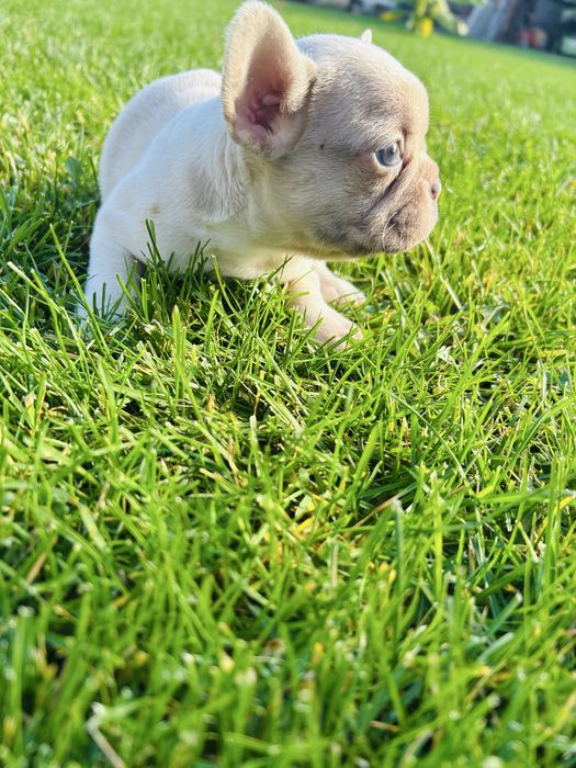 Френски Булдог 2025