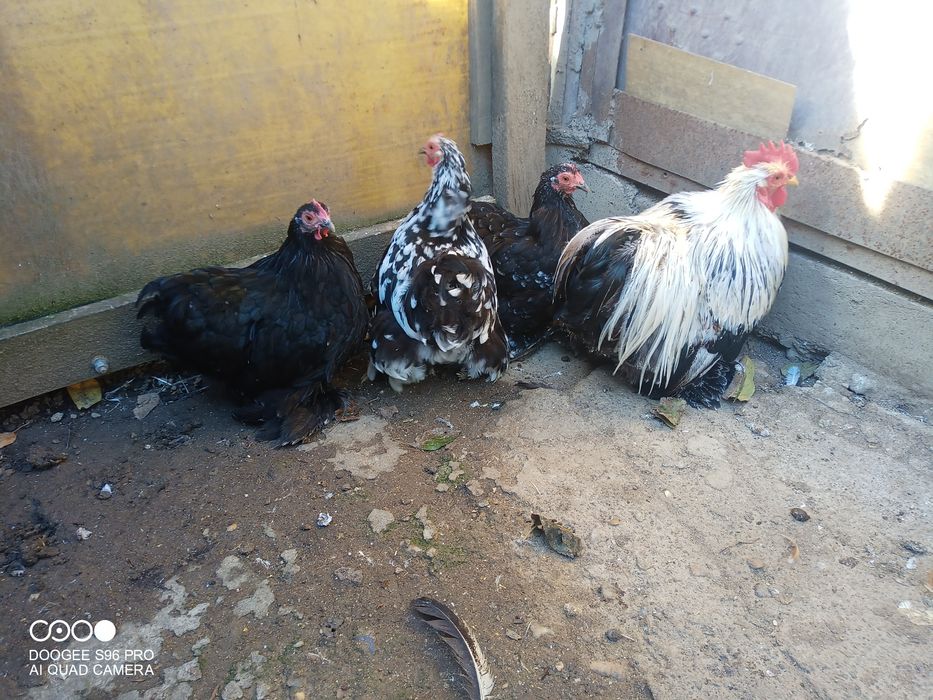 Cochinchina pitic și chabo