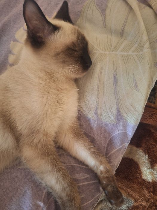 Сиямиски мушукчалар сотилади