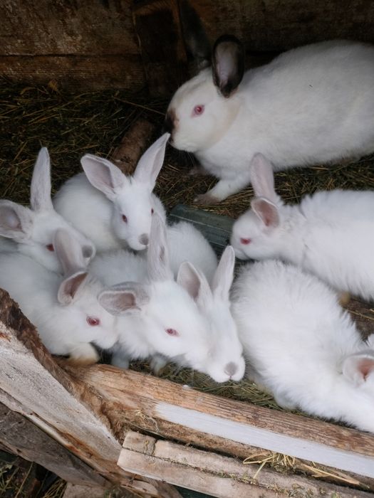 Iepuri de vânzare mai multe rase