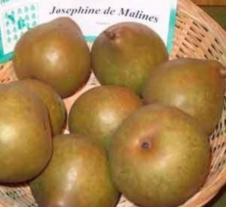 Par (Josephine de Malines )