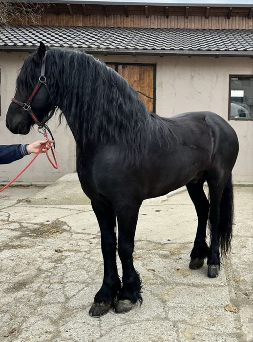Armasar frizian 5 ani de vanzare Friesian