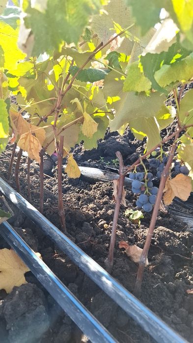 Butași Viță De Vie Certificați