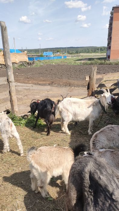 Козы и козочки на развод