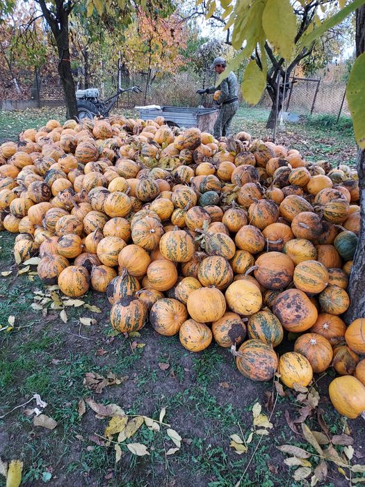 Ulei dovleac presat la rece productie 2024.