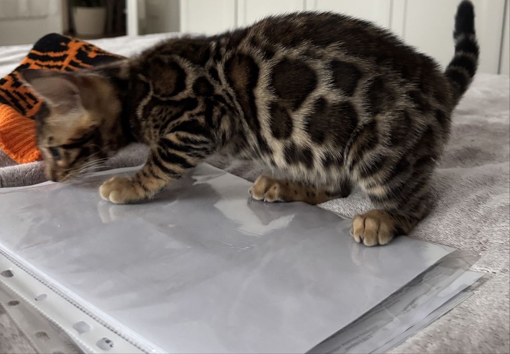 Pui pisica bengal 3 luni