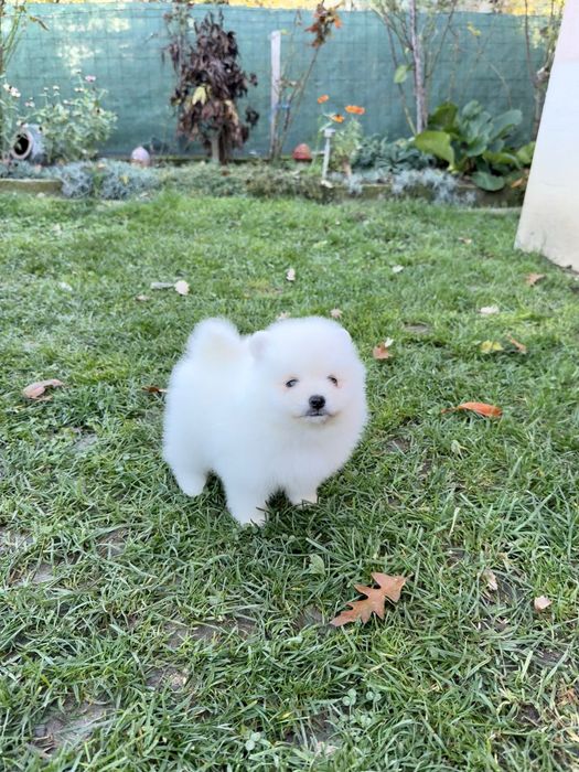Померан мини момче със втора ваксина.Померанче