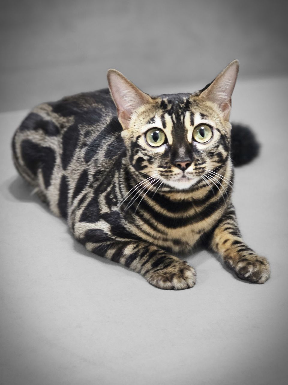 Бенгальская кошечка