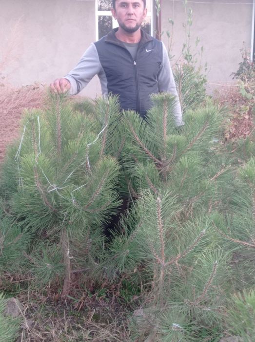 archalar koʻchatlar arzon narxa