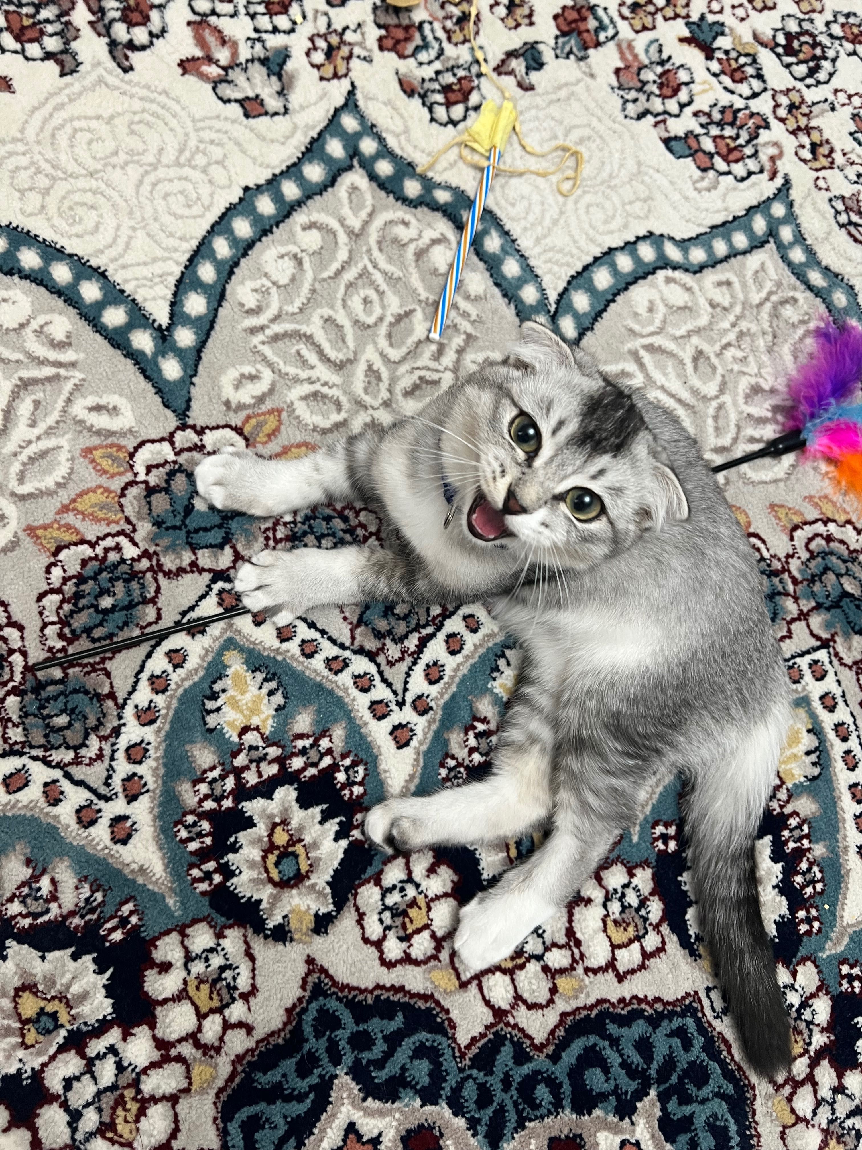 Скоттиш фолд, три месяца