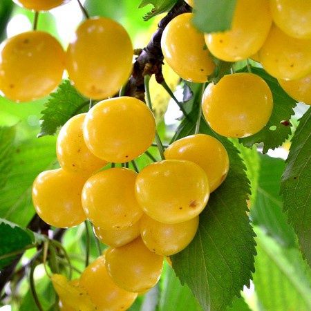 Cires Bigarreau Donissen